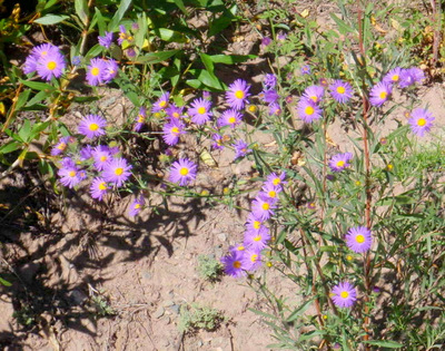 Purple Daisies.